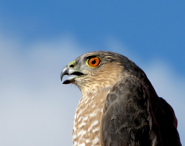 Sharp-shinned hawk