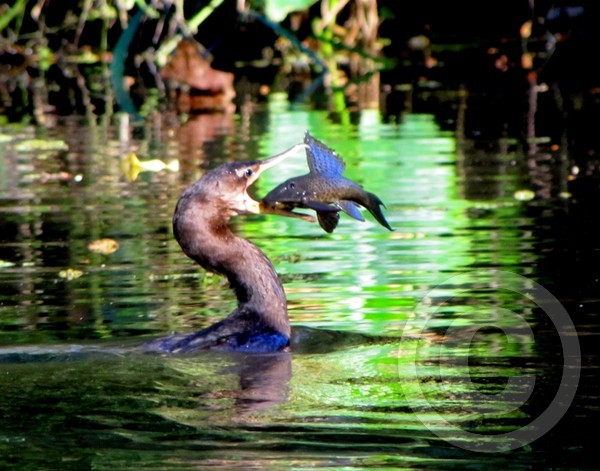 Cormorant Catch - Will it fit?!