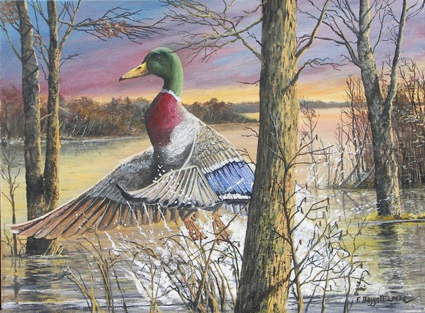 BEARCREEK MALLARD