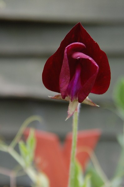 Flower Maroon