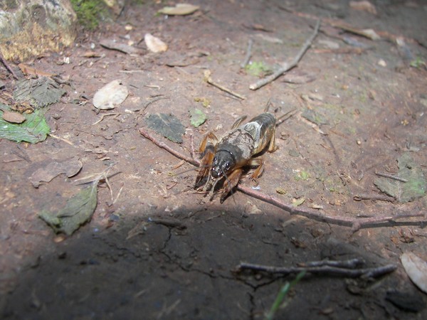 Mole cricket - Gryllotalpa brachyptera - Istria