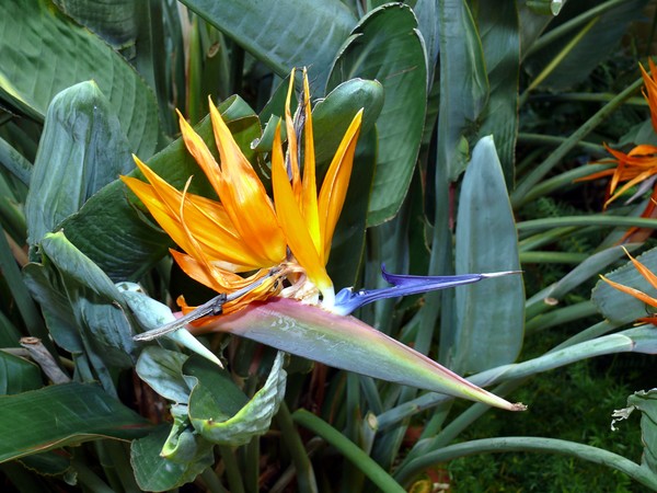 Bird of Paradise