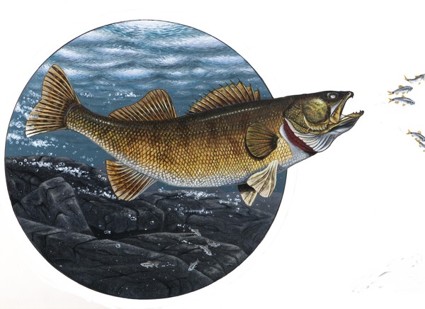 Untitled - Round Walleye