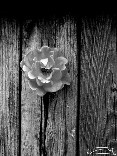 Rose In Fence