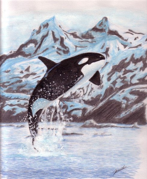 Killer Whale