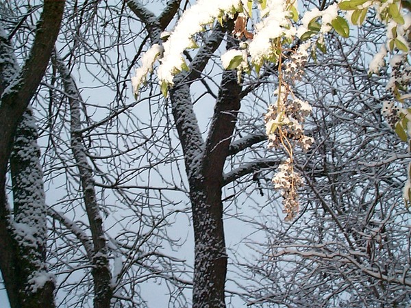 snow days