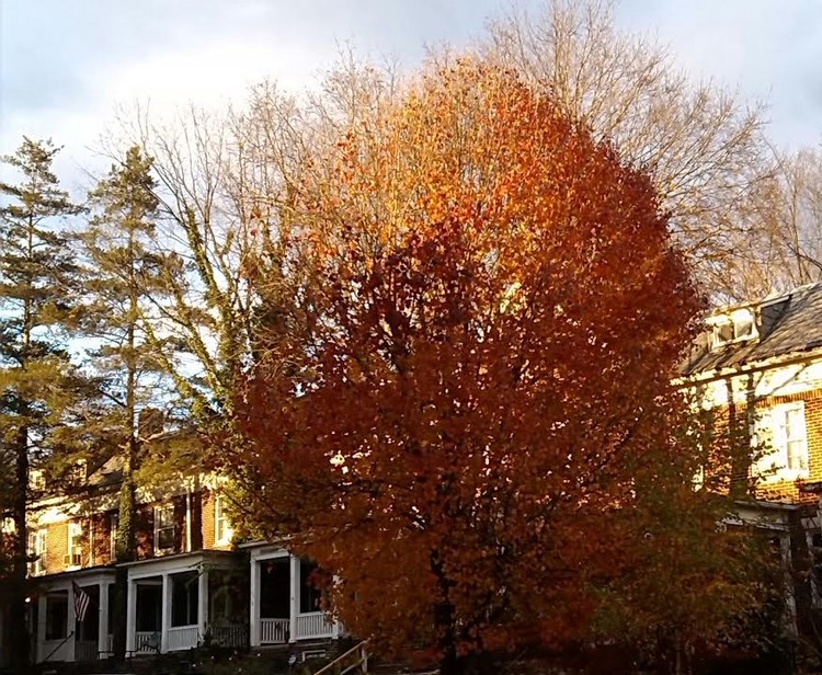 Autumn Standout