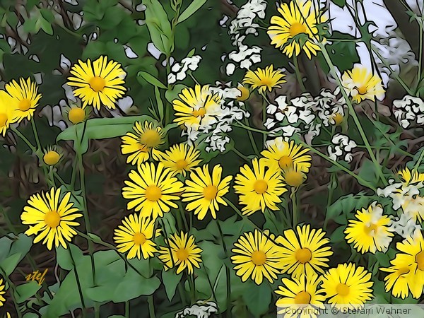 joy in the country side
