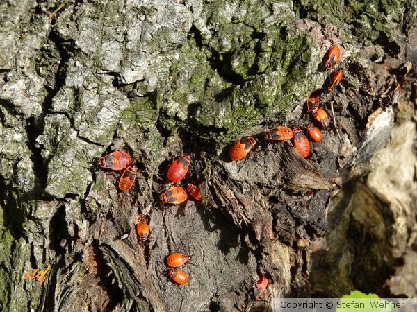 bugs party