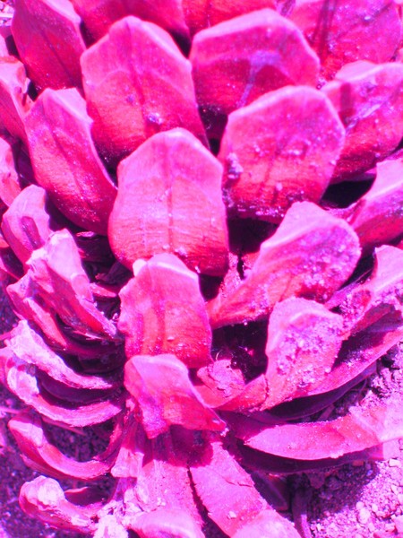 urban pinecone detail