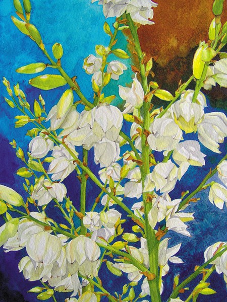 Yucca Filamentosa