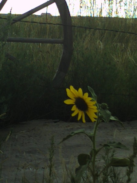 prairie sunflower #1