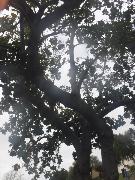 Magnolia Tree