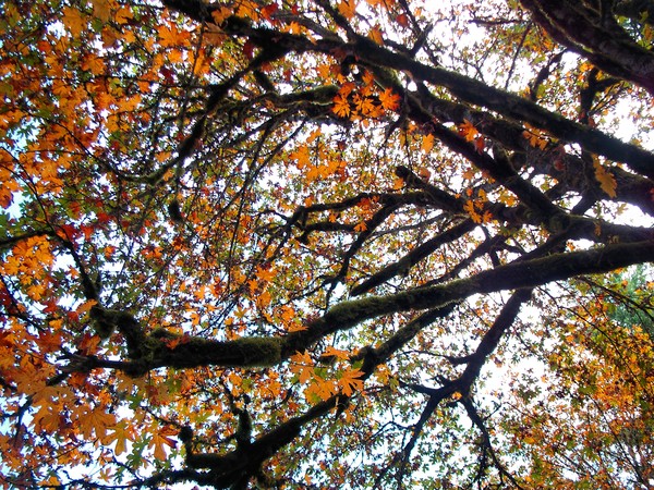 Branching Out