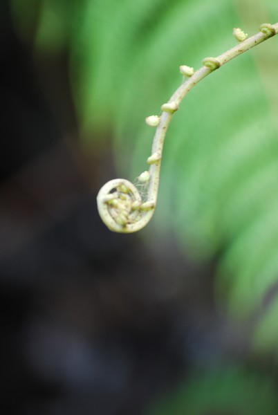 new leaf