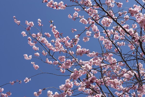 Cherry Blossom time