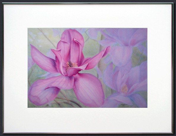 Saucer Magnolia