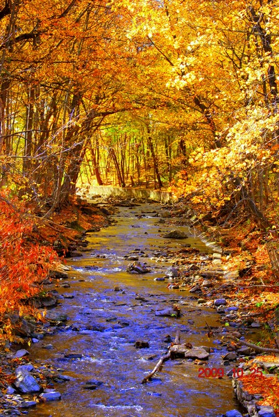 Fall in NY