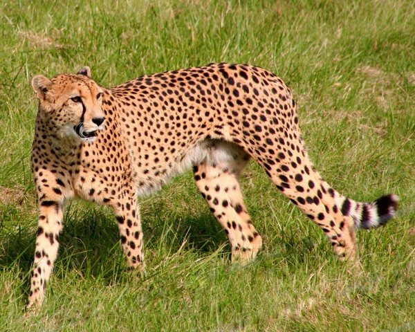Cheetah