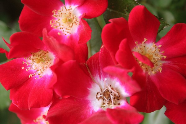 Wild Red Roses