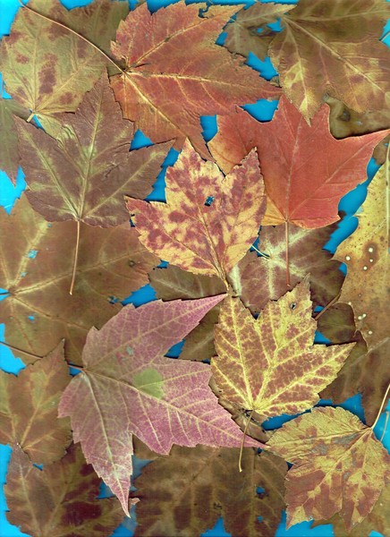 Leaves Collage 7 4 2a