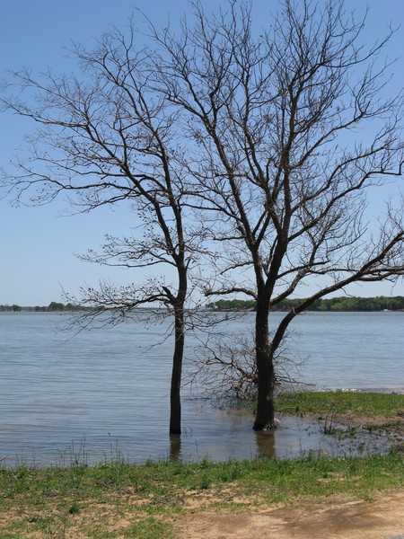 Texoma Trees