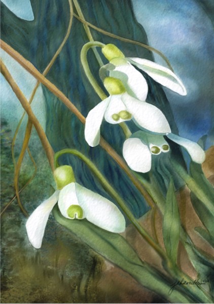 Snow Drops