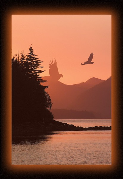 Soaring Sentry