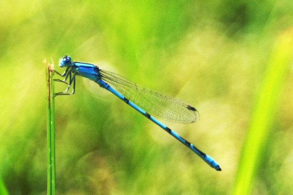A Friend