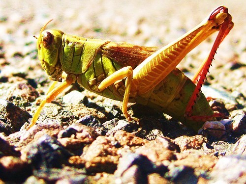 hop