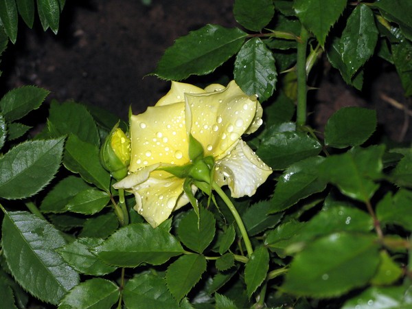 IMG 4260 resize