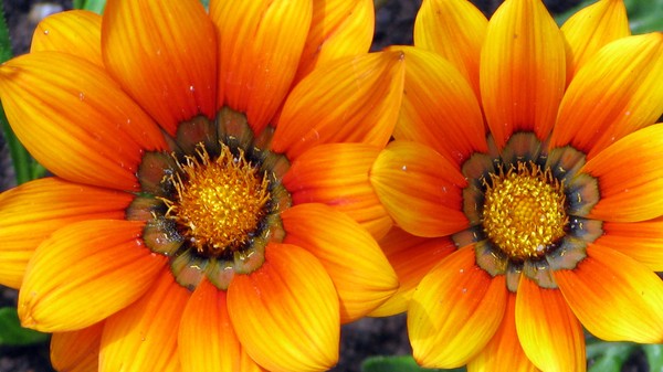 YellowFlower001