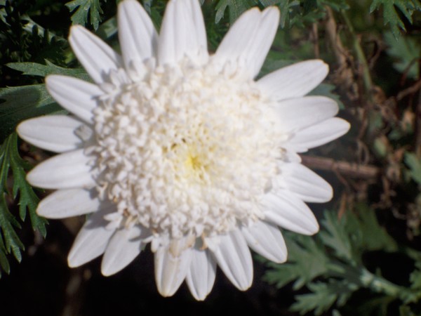 Flowers of Peru #10