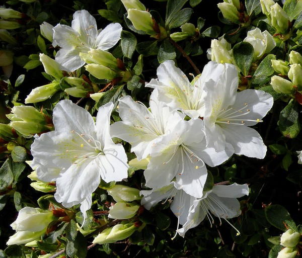 Delaware Valley White