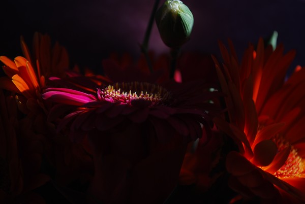 Gerberas : Subtle Embrace