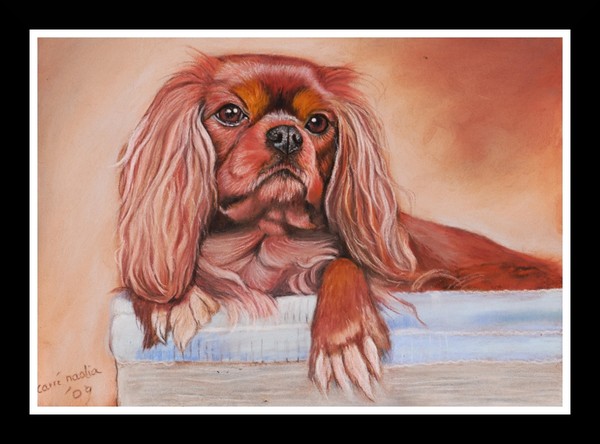 nc  art orig pastel cavalier king charles