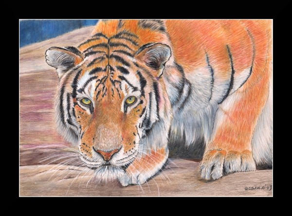 nc art orig drawing tiger 