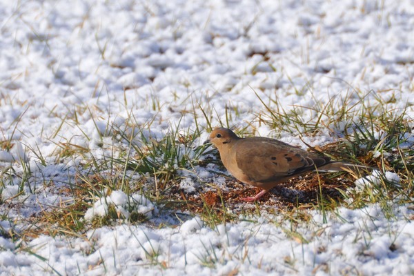 Hungry Dove