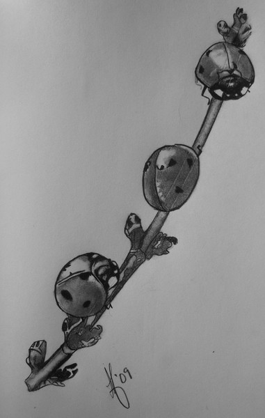 Three Ladybugs