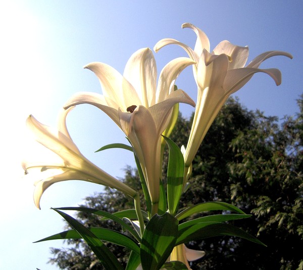 M's Lilies