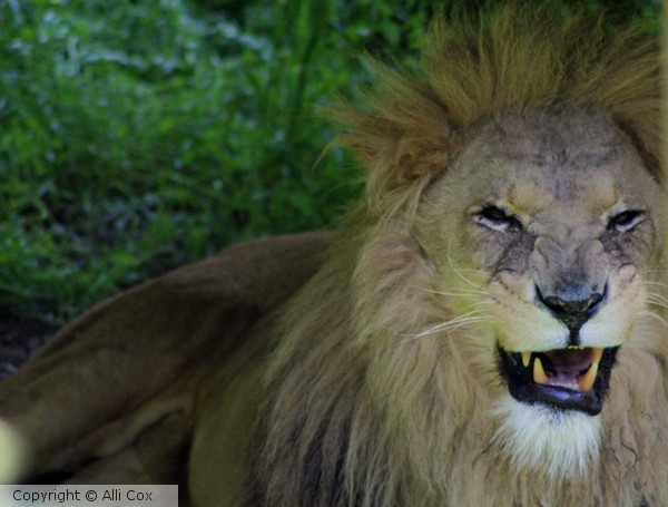 Lion