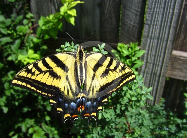 Tiger Swallowtail