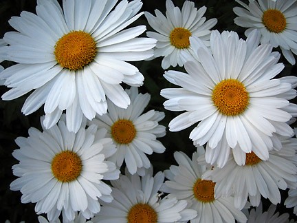 Daisies