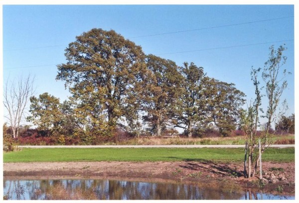 Trees in Summer