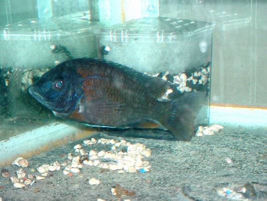 Cichlid side