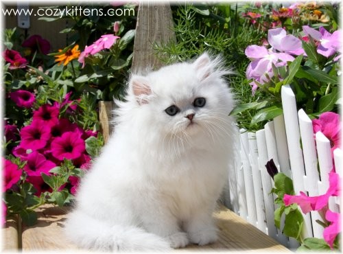 Cozy Kittens & Sue Johnson - www.cozykittens.com
