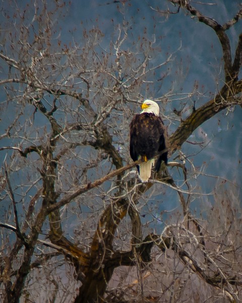 Eagle 3