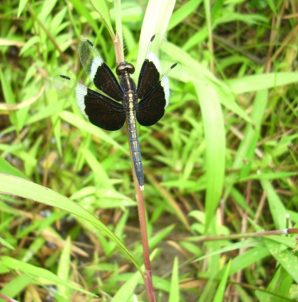 Dragon Fly