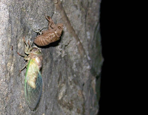 Cicada08