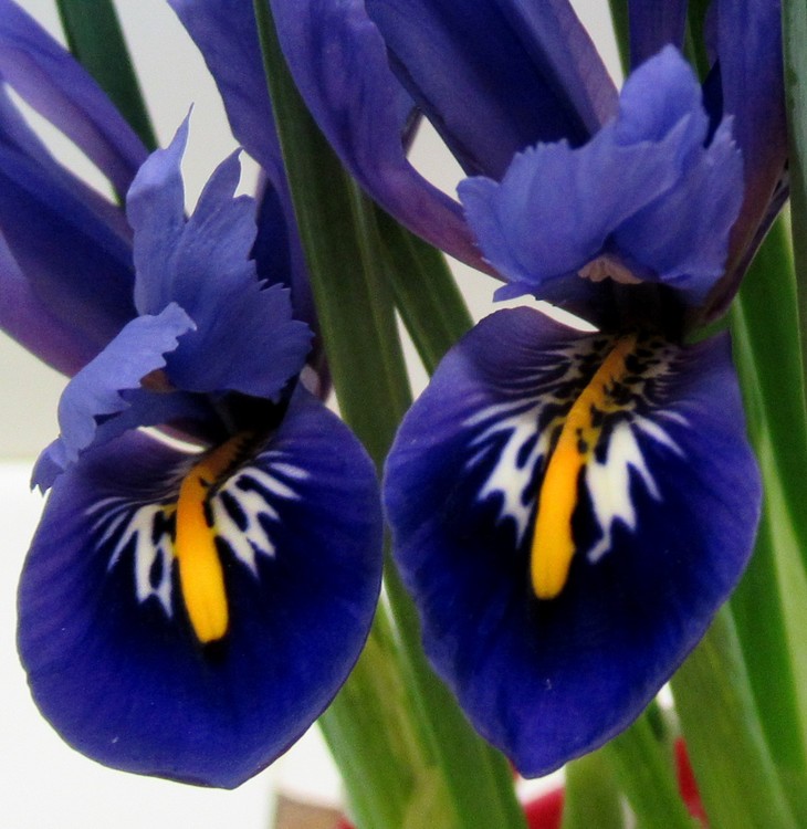 DARK BLUE IRISES